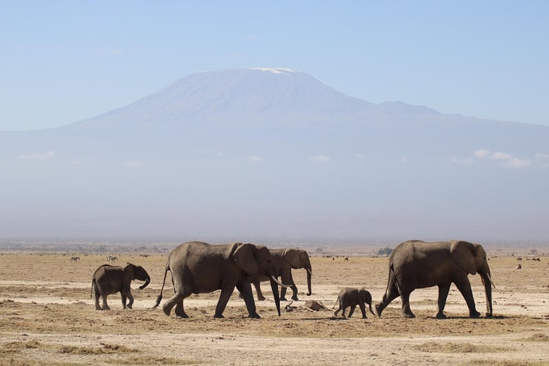 Safari in South Africa